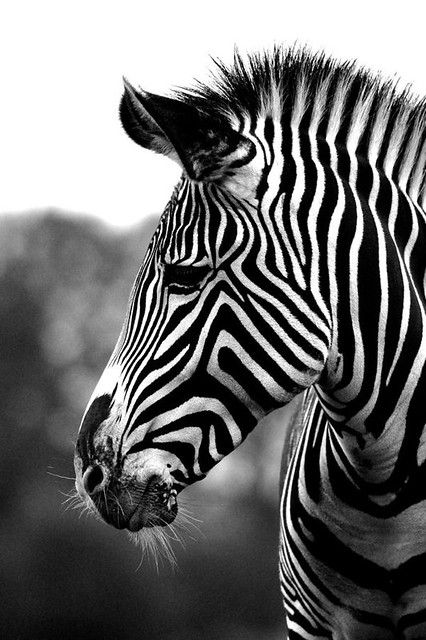 African Animals Photography, Zebra Tattoos, Zebra Pictures, Zebra Wallpaper, Tier Tattoo, Wild Animals Photography, Zebra Art, Wild Animals Pictures, Animals To Draw