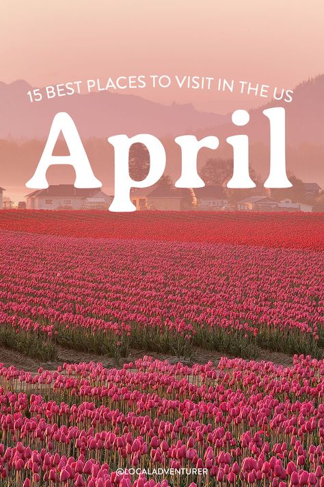 best places to visit in april in usa title over photo of Skagit Valley tulip field April Vacation Destinations, Best Places To Travel In April, April Travel Destinations, Best Place To Travel, Usa Vacation Destinations, Best Beach Destinations, April Travel, April Vacation, Spring Travel Destinations