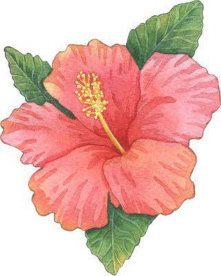 Hibiscus Drawing, Hibiscus Flower Drawing, Plant Drawing, Flower Art Painting, Hibiscus Flowers, A Drawing, الرسومات اللطيفة, Tropical Flowers, Fabric Painting