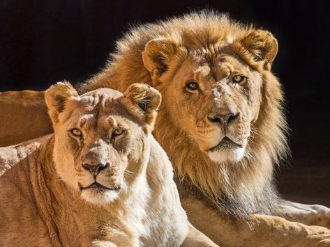 Lion Pair, Los Angeles Zoo, Lion Couple, Woodland Park Zoo, Female Lion, Lincoln Park Zoo, Wild Lion, Woodland Park, Male Lion