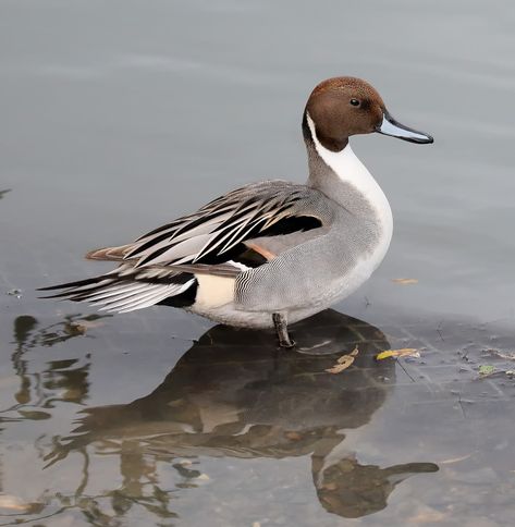 Northern Pintail, Waterfowl Hunting Gear, Waterfowl Taxidermy, Duck Mount, Duck Photography, Duck Species, Duck Pictures, Coastal Birds, Duck Art