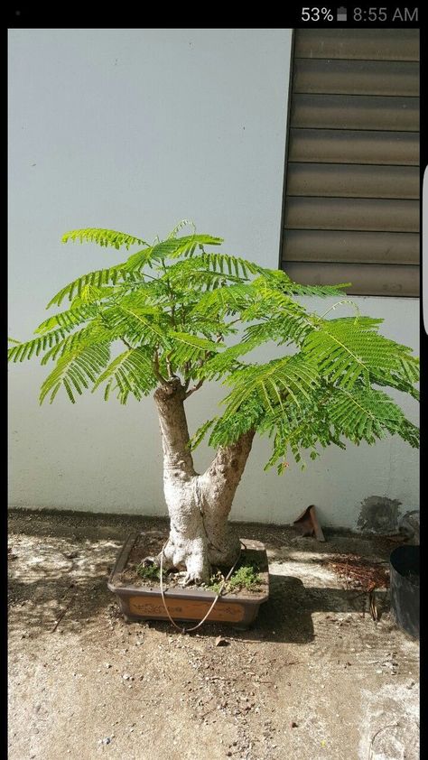 Bonsai Diy, Bonsai Making, Bonsai Nursery, Bonsai Pruning, Bonsai Forest, Bonsai Soil, Plant Goals, Mini Bonsai, Japan Garden