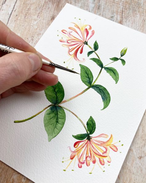 Honeysuckle Watercolor Painting, Honey Suckle Painting, Watercolor Honeysuckle Tattoo, Rose And Honeysuckle Drawing, How To Draw Honeysuckle, Honeysuckle Tattoo Color, Honeysuckle Sketch, Honeysuckle Flower Drawing, Marian Flowers