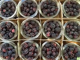 Canning Blackberries, Creative Canning, Dehydrating Recipes, Wild Blackberries, Blackberry Jam Recipes, Blackberry Sauce, Preserving Recipes, Blackberry Syrup, Preserving Foods