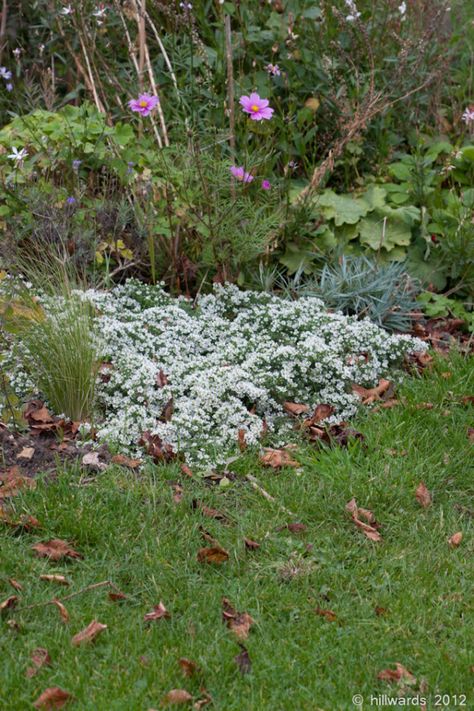 Aster Ericoides, Community Gardening, Drought Tolerant, Perennials, Outdoor Decor, Plants, Flowers