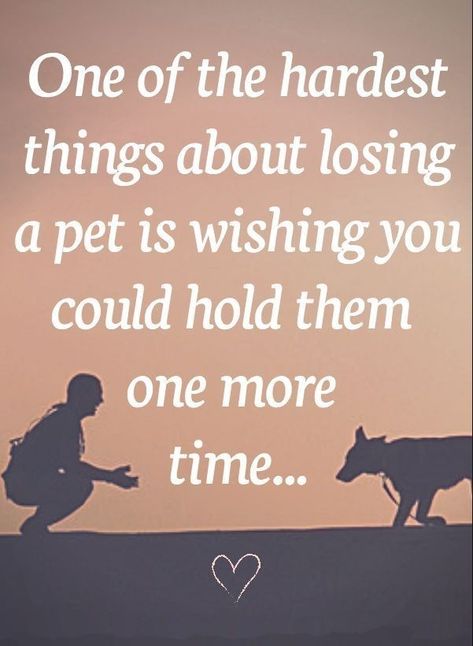 Missing My Pet Quotes, Dog Died Quotes, Dog Hair Quotes, Miss My Dog Pet Loss, Rip Dog Quotes, I Miss My Dog Pet Loss, Losing A Pet Quote Dogs, All Dogs Go To Heaven, Losing A Pet Quotes