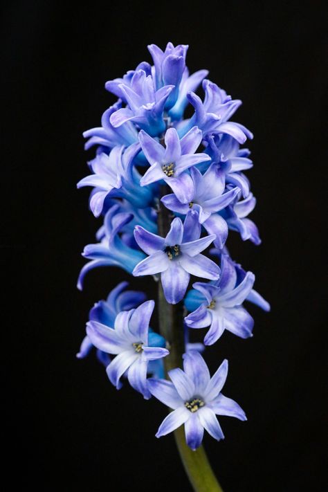 Hyancith Flower Aesthetic, Hyancith Flower, Hyacinth Tattoo, Flower References, Hyacinth Flower, Hyacinth Flowers, Png Flower, Fragrant Flowers, Realistic Art