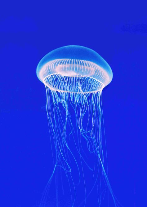 Crystal Jellyfish Aequorea Victoria, Crystal Jellyfish, Jellyfish Species, 3d Printed Furniture, Jellyfish Photo, Frans Lanting, Jellyfish Pictures, Jellyfish Photography, Crystal Jelly