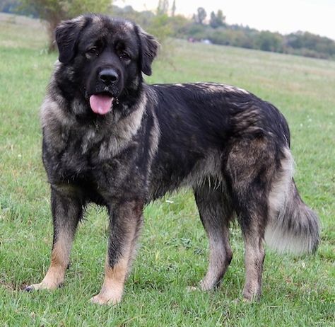 The Sarplaninac is a mountain dog indigenous to the Sar Mountains, bordering the Kosovo, Macedonia and Albania regions, from where it also attained its name. Primarily used for guarding livestock, this breed has a large and fluffy appearance, with almond-shaped, dark eyes, a well-muscled body and a curved, bushy tail. These molosser breeds with their … Sarplaninac Dog, Vicious Dog, Dog Oc, Dog Trick, Aggressive Dogs, Australian Shepherd Blue Merle, Livestock Guardian Dog, Agility Training For Dogs, Fluffy Dog