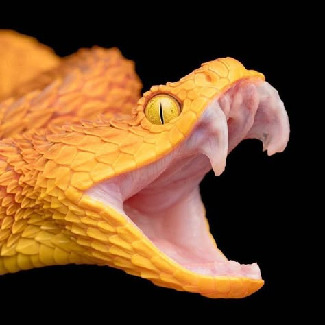 Snake Open Mouth, Snake Teeth, Snake Photography, Bush Viper, Snake Breeds, Snake Photos, Viper Snake, Pretty Snakes, Cobra Snake