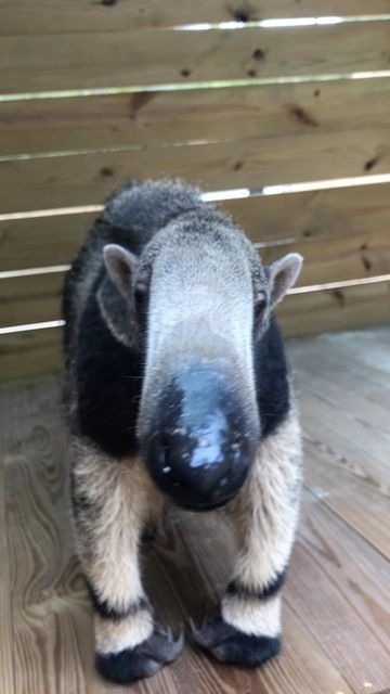 North Florida Wildlife Center on Instagram: "Though giant anteaters rarely climb in the wild, Bumi loves being up on the platform that his care team built for him! Listen to all those inquisitive sniffs!" Anteater Funny, Anteater Aesthetic, Anteater Wallpaper, Anteater T Pose, Cute Anteater, Big Ears Meme, Spiny Anteater, Ant Eater, Giant Anteater