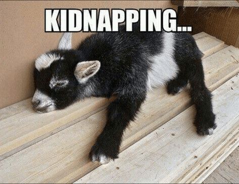 The Funniest Farm Animal Memes To Add the Cutest Yee-Haw to Any Rancher's Day - Animal Comedy - Animal Comedy, funny animals, animal gifs Tired Animals, Pygmy Goat, Baby Goat, Cute Goats, Goat Farming, Baby Goats, Sweet Animals, Cute Creatures, Animal Photo