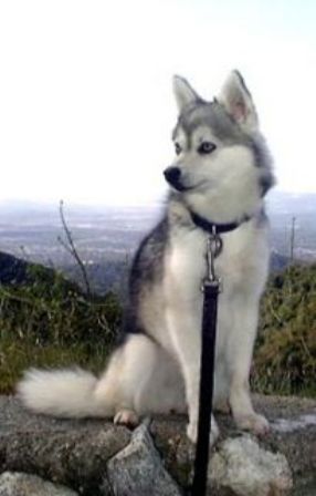 Alaskan Klee Kia Miniature Dog Breeds, Miniature Husky, Alaskan Klee Kai, Miniature Dogs, Puppies And Kitties, A Husky, Wolf Dog, Blue Heeler, Husky Dogs