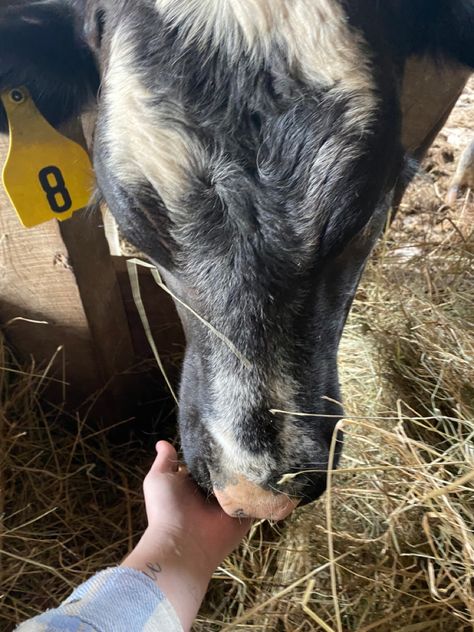 #feeding #cow #ranch #ranchlife #8 #aesthetic #farm #blackandwhite #pinknose Feeding Animals Aesthetic, Cow Ranch, Feeding Animals, Aesthetic Farm, Animals Aesthetic, Ranch Life, Art Portfolio, Cow, Portfolio