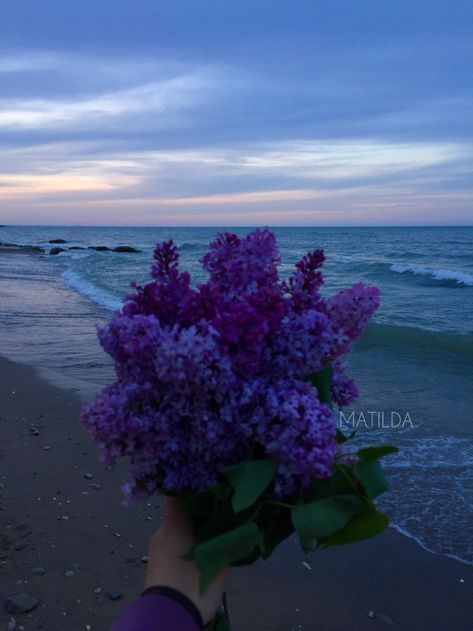 Washington Lilacs, 2023 Board, Summer Breeze, Purple Rain, Blooming Flowers, Simply Beautiful, Pretty Flowers, Purple Color, Beautiful Flowers