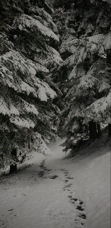 Winter Lockscreens Aesthetic Dark, Warm Winter Wallpaper, Snow Homescreen, Snowy Forest Aesthetic, Aesthetic Snow Wallpaper, Snow Forest Wallpaper, Snow Forest Aesthetic, Snow Wallpaper Aesthetic, Snowy Forest Wallpaper