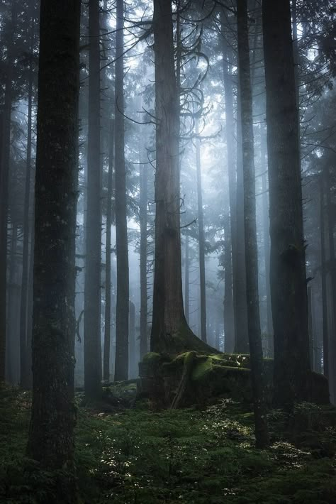 North Vancouver BC. Found on /r EarthPorn photographer: u/TritonTheDark Dark Naturalism, National Photography, North Vancouver, Take Better Photos, Dark Forest, Photography Skills, Landscape Photographers, Vancouver, Landscape Photography