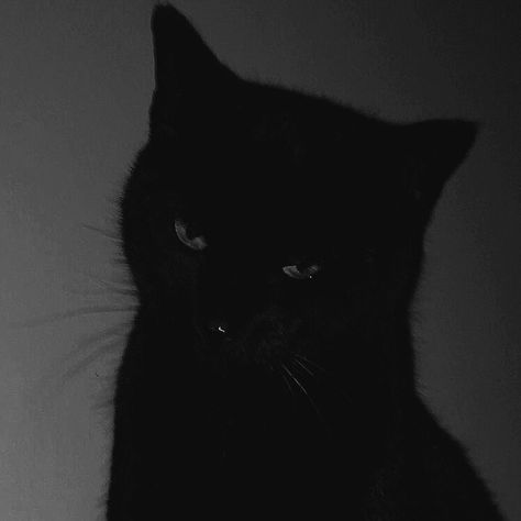 Black Cat Aesthetic, Cat Dark, Dark Grunge, A Black Cat, Gray Aesthetic, Cat Icon, Black And White Aesthetic, Black Aesthetic Wallpaper, Cat Aesthetic