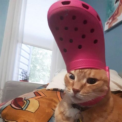 Cute Cats In Hats, Cats In Hats, Kitty Kisses, Cute Cat Memes, I Am Pretty, Cat Post, The Pope, Funny Cats And Dogs, Cat Hat