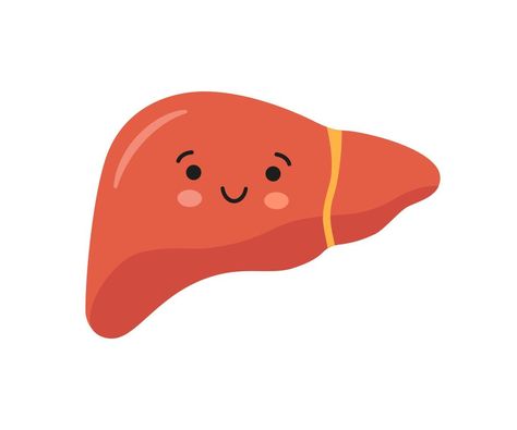 Liver Cartoon, Liver Drawing, Liver Illustration, Human Liver, Character Vector, Live Picture, Healthy Liver, Anime Scenery Wallpaper, Healthy Happy