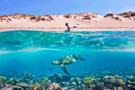 Juzur Abu Minqar Underwater Wallpaper, Sony Photography, Between Two Worlds, Australia Photos, Coral Bay, Turtle Beach, Underwater Photos, World Photography, Under Water