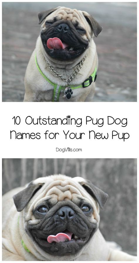 Need some great pug dog names to put into the hat for your sweet new pup? Check out these 10 darling ideas for boys and girls! Funny Dog Names, Pug Names, Cute Names For Dogs, Names Boy, Dog Personality, Family Pets, Pug Puppies, Cute Names, Boy Dog