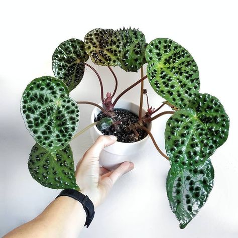 @plantpotters on Instagram: “Have you got a Begonia Ferox? They are so fascinating 💚🌱 @plantpotters ━━━━━━━━━━━━━━━━━━━ 🌱 @room.for.plants ━━━━━━━━━━━━━━━━━━━ 💞Follow…” Identifying Plants, Room For Plants, Plant Goals, Unusual Plants, House Plants Indoor, Pretty Plants, Exotic Plants, Rare Plants, Cool Plants