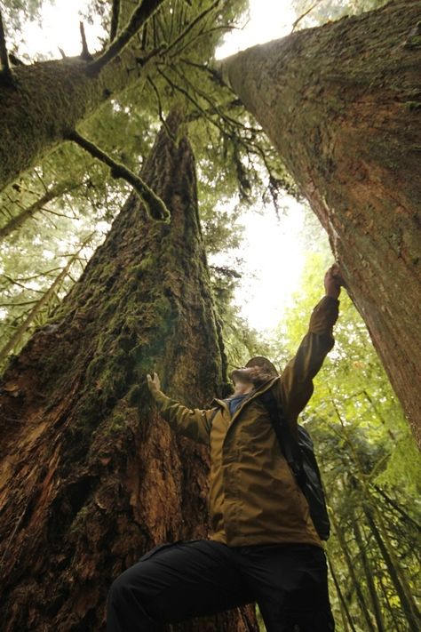 Cathedral Grove, BC Cathedral Grove, Antelope Canyon, My Happy Place, Happy Place, Happy Places, Trees, Natural Landmarks, Nature