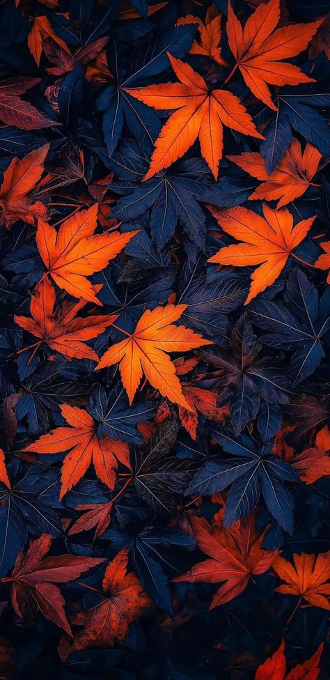 Autumn Leaves Wallpaper, Autumn Leaves Art, Red Sunflowers, Iphone Wallpaper Stills, Horror Artwork, Iphone Wallpaper Fall, Iphone Wallpaper Photos, Orange Aesthetic, Phone Wallpaper Images