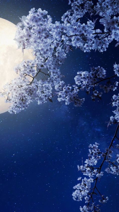 Blue Cherry Blossom Aesthetic, Blue Cherry Blossom Wallpaper, Fluorescent Wallpaper, Blue Japanese Wallpaper, Blue Cherry Blossoms, Blue Sakura, Japan Wallpaper, Wattpad Background, Cherry Blossom Wallpaper