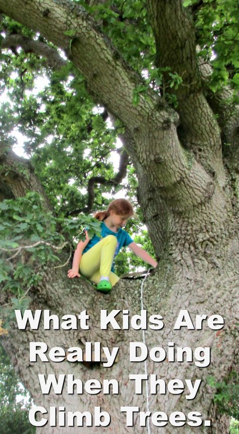 What kids are really doing when they climb trees. The next time you watch a kid climb a tree, sit back and enjoy it - it's management theory in a nutshell! How To Climb A Tree, Trees Craft, Baby Boomers Memories, Climb A Tree, Outdoor Learning Activities, Climbing Trees, Kids Climbing, Tree Climbing, Outside Activities