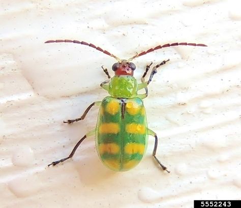 banded cucumber beetle, Diabrotica balteata (Coleoptera: Chrysomelidae) - 5552243 Cucumber Beetles, Beetles, Cucumber, Bugs, Lawn, Band, Bugs And Insects