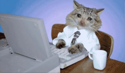 Funny Computer Backgrounds, Funny Computer Wallpaper, Office Cat, Cat Crying, Cat Work, Ugly Cat, Funny Cat Wallpaper, Iphone Wallpaper Glitter, Cat Background