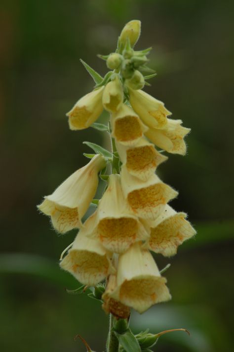 Digitalis Grandiflora, Yellow Foxglove, Foxglove Plant, Fox Glove, Digitalis Purpurea, Garden Flowers Perennials, Cottage Garden Plants, Sustainable Garden, Magical Garden