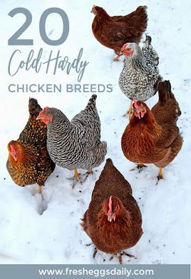 Chickens In The Winter, Buff Orpington, Easter Eggers, Chicken Ideas, Red Hen, Backyard Chicken Coops, Hen House, Backyard Chickens, Chicken Breeds