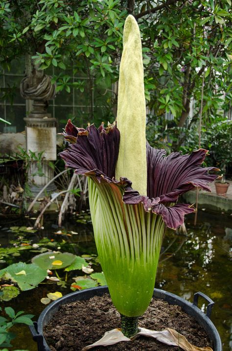 Voodoo Lily, Flowers Name List, Amorphophallus Titanum, Titan Arum, Corpse Flower, Potted Garden, Flower Growing, Strange Flowers, Lily Plants