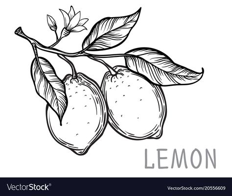 Draw Lemon, Lemon Drawing, Lemon Plant, Fruit Tattoo, Tree Sketch, Tree Sketches, Vintage Drawing, Plant Drawing, Hand Drawn Illustration