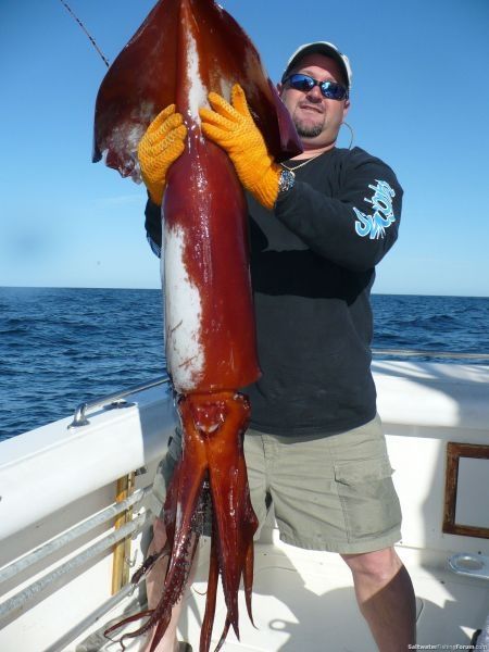 Giant squid #fishing #wickedcatch  | I'm a #ladyangler, #BeSocial and follow me @southfloridah2o -  on http://twitter.com/southfloridah2o, Facebook, Pinterest and Google+ Bigfin Squid, Bait For Fishing, Reel Big Fish, Giant Cuttlefish, Squid Fishing, Bigfin Reef Squid, Fishing Pics, Saltwater Fishing Gear, Giant Fish