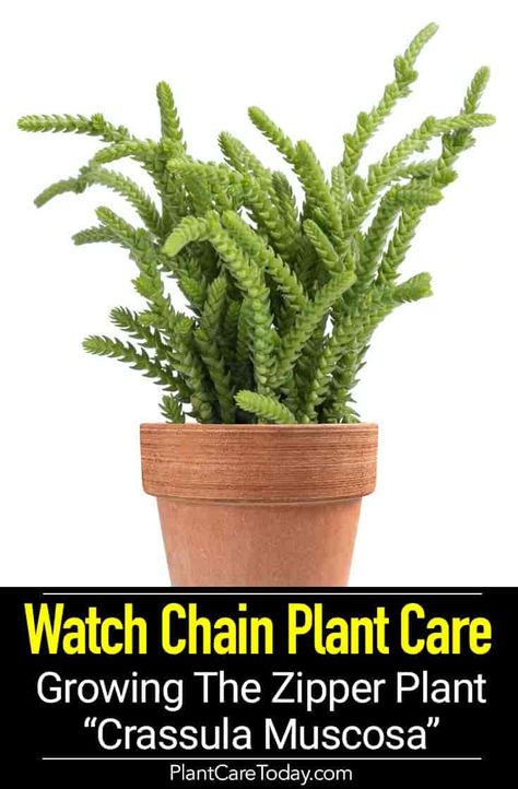 Growing Crassula Muscosa: Tips On Watch Chain Plant Care Watch Chain Succulent Care, Watch Chain Succulent, Watch Chain Plant, Crassula Plant, Transplanting Plants, Diy Container Gardening, Cactus House Plants, Smelling Flowers, Making Plant Pots