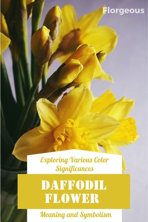 From the vibrant yellow daffodils symbolizing new beginnings to the white ones representing purity, each hue carries a unique message. Discover the rich symbolism of daffodils in various cultures and their association with spring and renewal. Learn how to grow and care for these joyful blooms to bring their symbolic beauty into your own garden. Explore the significance of daffodils in art, literature, and folklore. Daffodil Meaning, Daffodil Tattoo, Art Literature, Narcissus Flower, 10th Wedding Anniversary, Flower Meanings, Yellow Daffodils, Daffodil Flower, Greek Myths