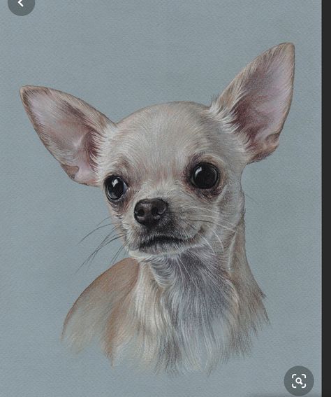 Dog Paintings Easy, Chihuahua Drawing, Cute Dog Drawing, Pet Portrait Paintings, Chihuahua Art, Dog Anatomy, Dog Canvas Art, Pastel Paper, Chihuahua Love