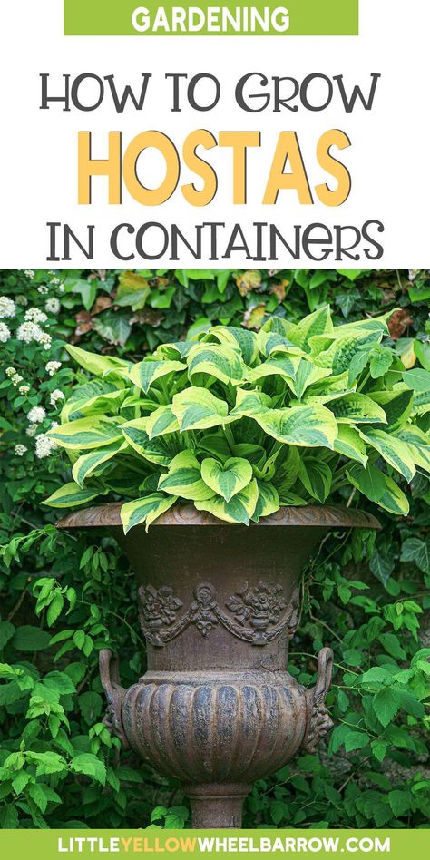 Growing Hostas In Pots, Hostas In Pots Front Porches, Hosta In Planters, Indoor Hosta Plant, Hosta Planter Ideas, Hostas Plants, Hosta Container Ideas, Container Hostas, Hosta In Pots Ideas