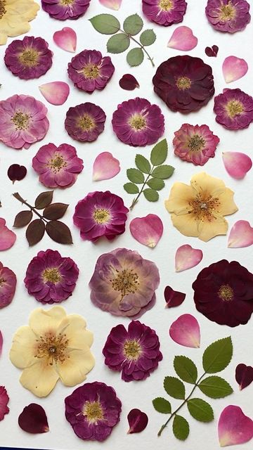 Pressed Botanicals, Pressed Flower Crafts, Pressed Flowers, Flower Crafts, Botanical Art, Dried Flowers, Flower Art, The Past, Collage