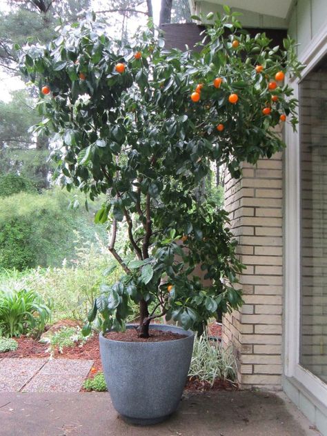 Calamondin #calamansi learn 2 grow #calamondin http://www.growplants.org/growing/calamondin Calamondin Tree, Calamansi Tree, Calamondin Orange Tree, Garden List, Growing Lemon Trees, Grow Lemon, Bonsai Fruit Tree, Lemon Plant, How To Grow Lemon