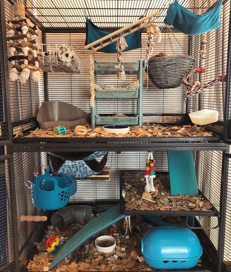 Ray Cage Ideas, Rat Cages Diy, Critter Nation Cage Ideas Pet Rats, Critter Nation Rat Cage Ideas, Rat Cage Ideas Diy, Diy Rat Cage Accessories, Sugar Glider Cage Ideas, Rat Cage Setup, Rat Enclosure