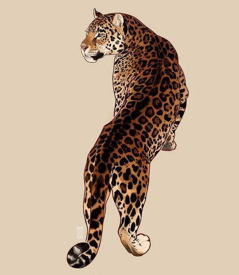 xintoii | Jaguar study♥️ — — — I don’t really have an extremely consistent style, usually it depends on the specific drawing how I go about working... | Instagram Drawing Jaguar, Cartoon Jaguar, Jaguar Drawing, Jaguar Illustration, Jaguar Art, Jaguar, Digital Art, Paintings, Wallpapers