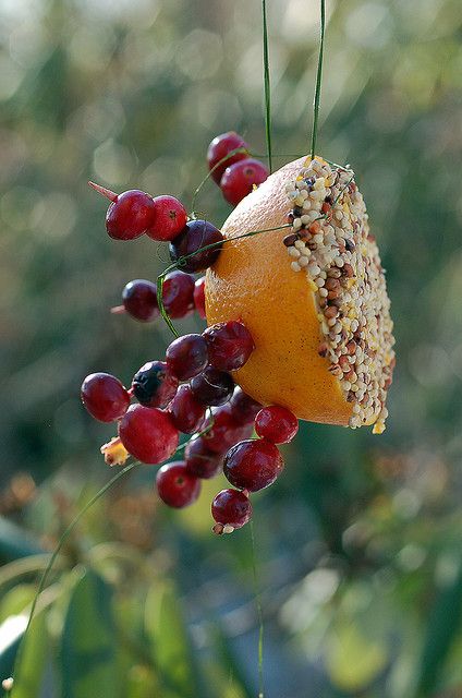 Winter bird feeder + hanging sculpture! Hanging Sculpture, Diy Bird Feeder, Diy Birds, Winter Bird, Have Inspiration, Bird Food, Bird Seed, Backyard Birds, Bird Garden