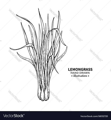 Lemon Grass Drawing, Fruit Tattoo, Organic Essential Oils, Vector Drawing, Line Illustration, Sketch Drawing, Wooden Spoons, Lemon Grass, Graphic Design Art