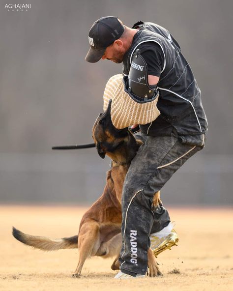 Igp Dog Training, Protection Dog Aesthetic, Igp Dog, Protection Dog Training, Belgium Malinois, Protection Dogs, German Shepherd Training, Fit Dogs, Belgian Malinois Dog