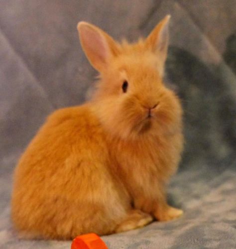 What a pretty little ginger! Ginger, Animals